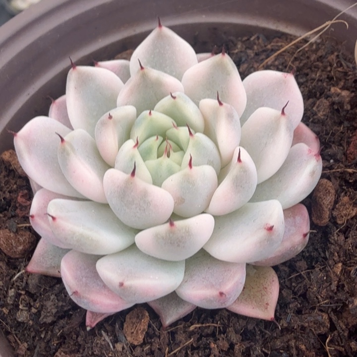 妲己锦腹轮锦一颗多肉锦