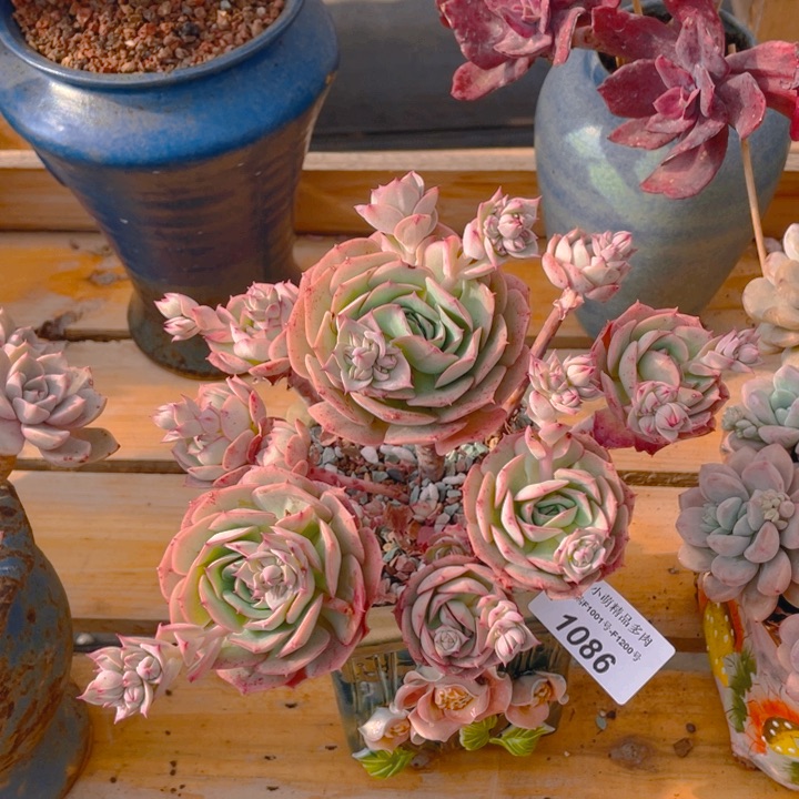 谢谢你的支持000001086