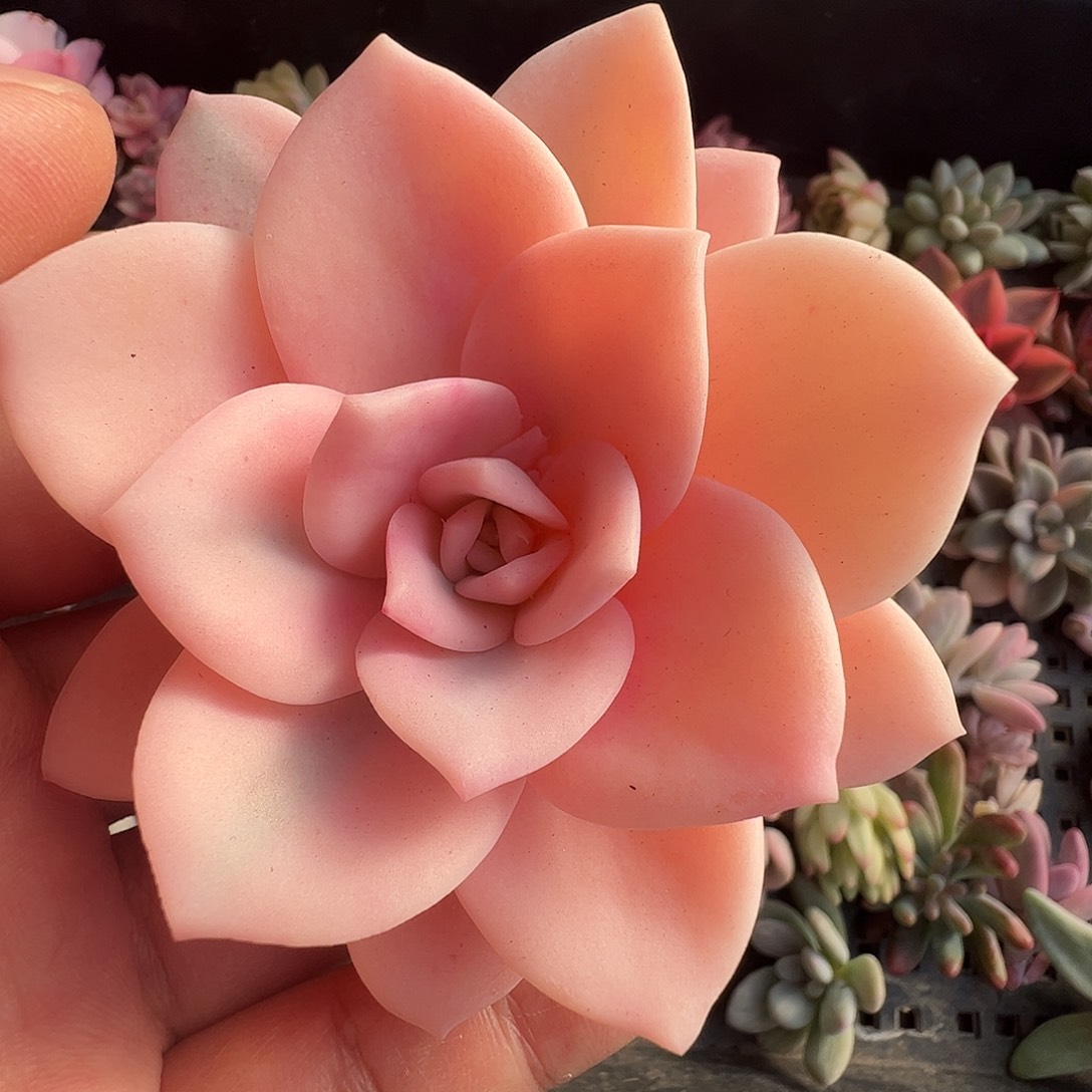 苝****多肉植物多肉植物