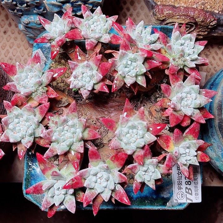 8251刘丹白雪仙女杯多肉