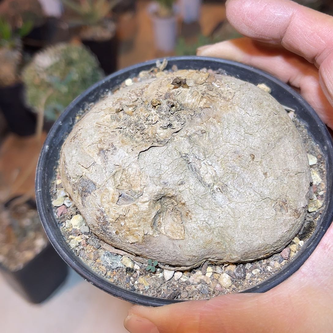 山乌龟块根一物一拍