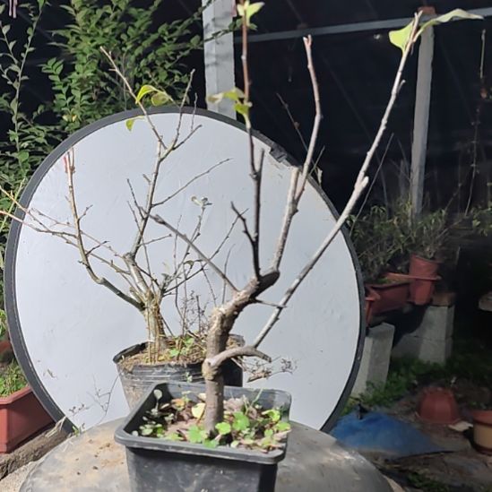 F****完全开放海棠盆景精品造型