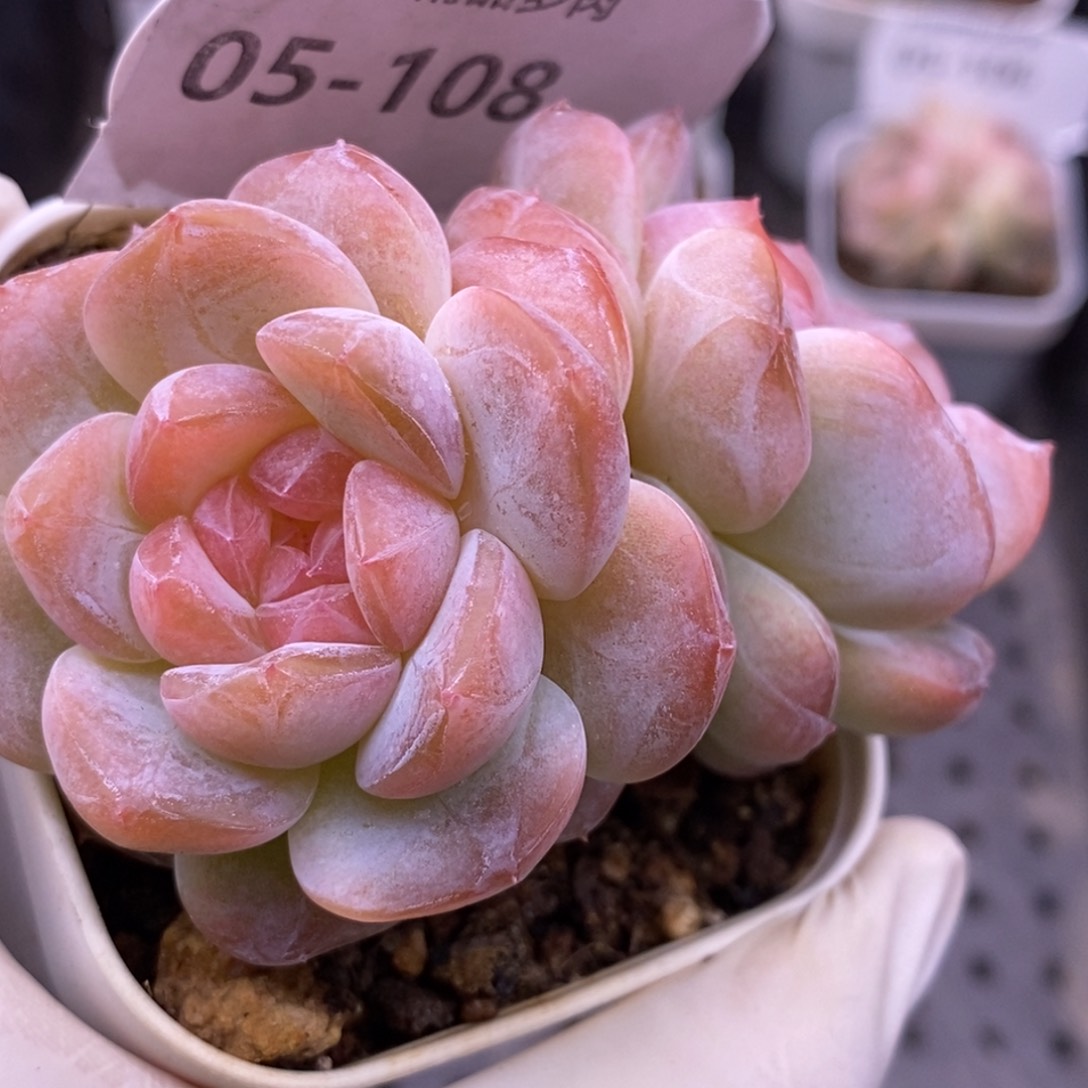【闪购商品】05-108