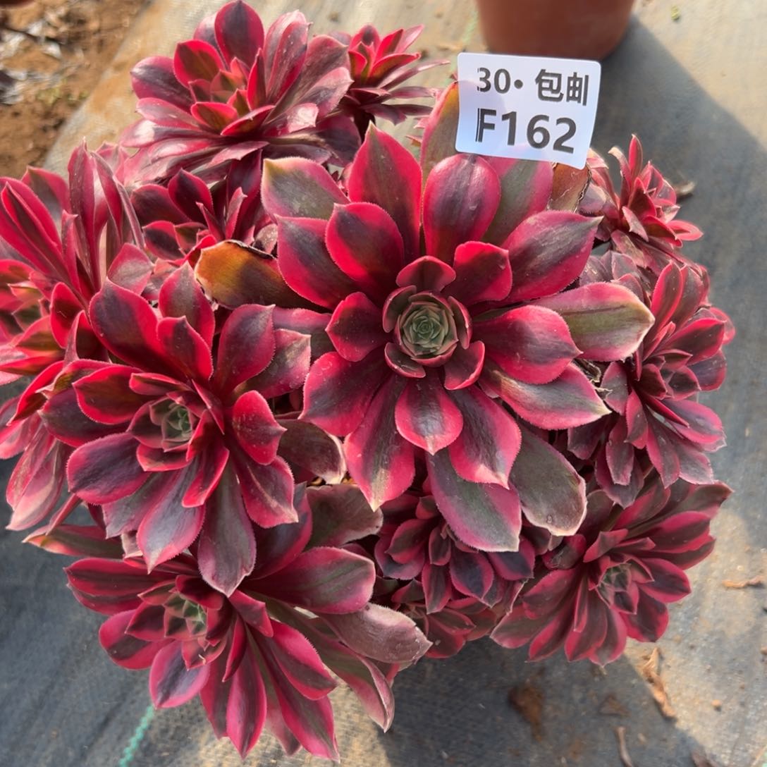 162女妖多肉法师