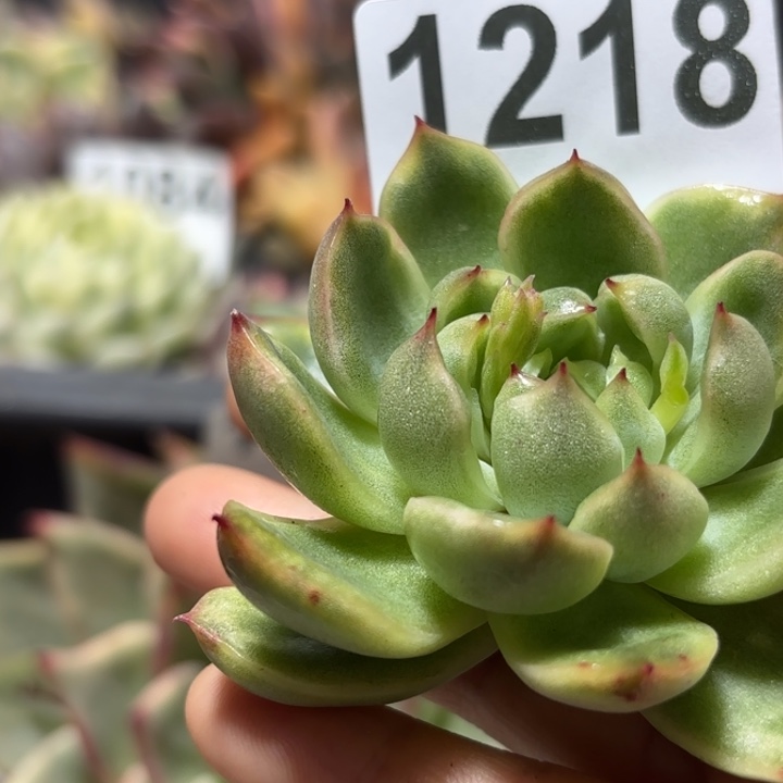 头盖多肉植物满18包邮