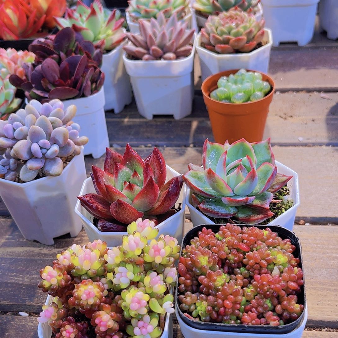 七彩龙珠➕惊鸿仙子➕罗卡➕浆果