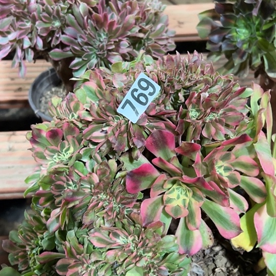 时***人多肉植物一个香非769