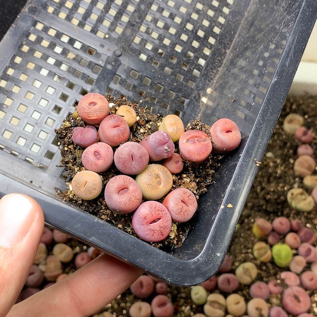 ?****H472多肉植物保护