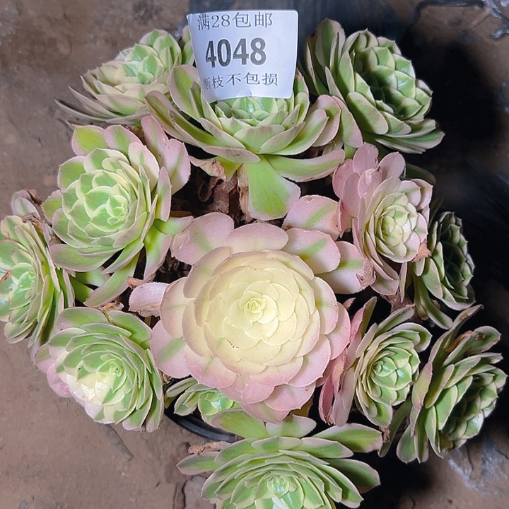 4048海仙多肉植物