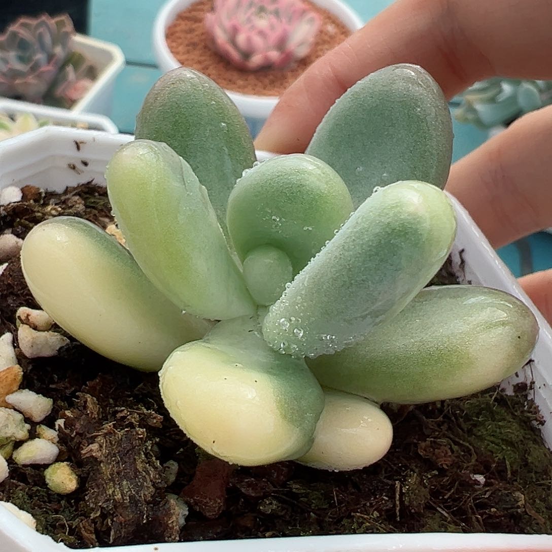 奶酪锦，多肉植物