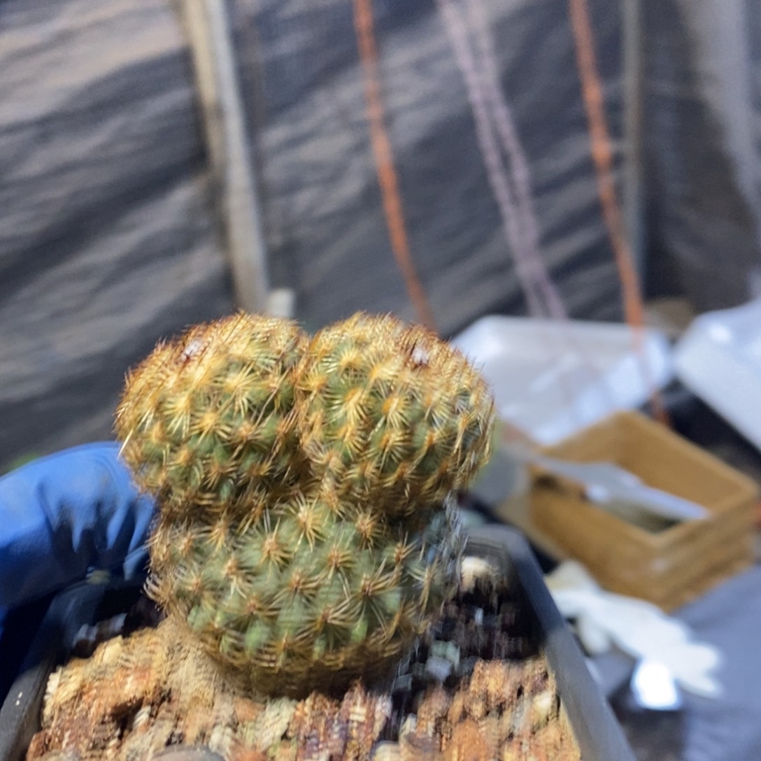 实生可爱伊莎贝拉品相自观如图