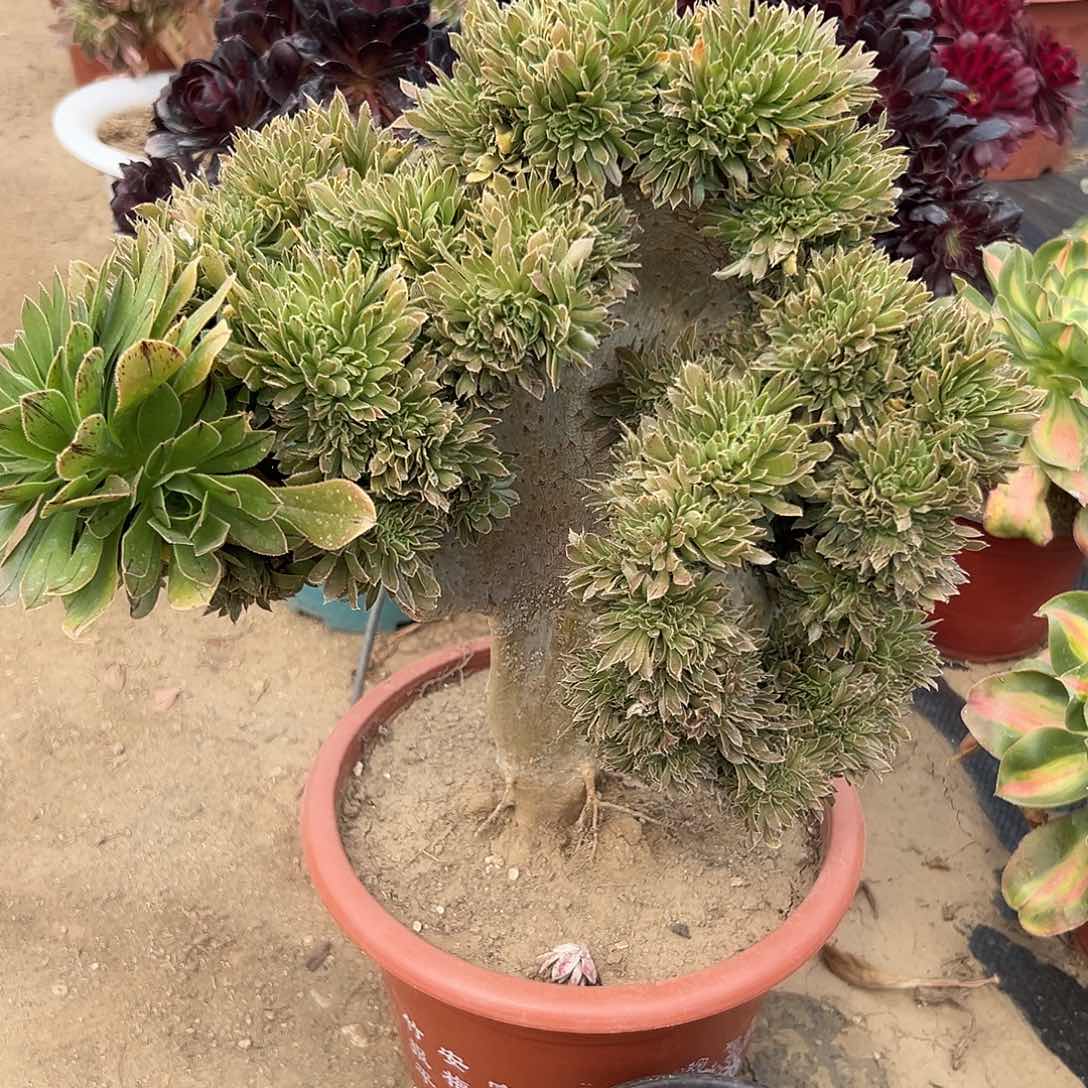 多肉植物原始绿缀