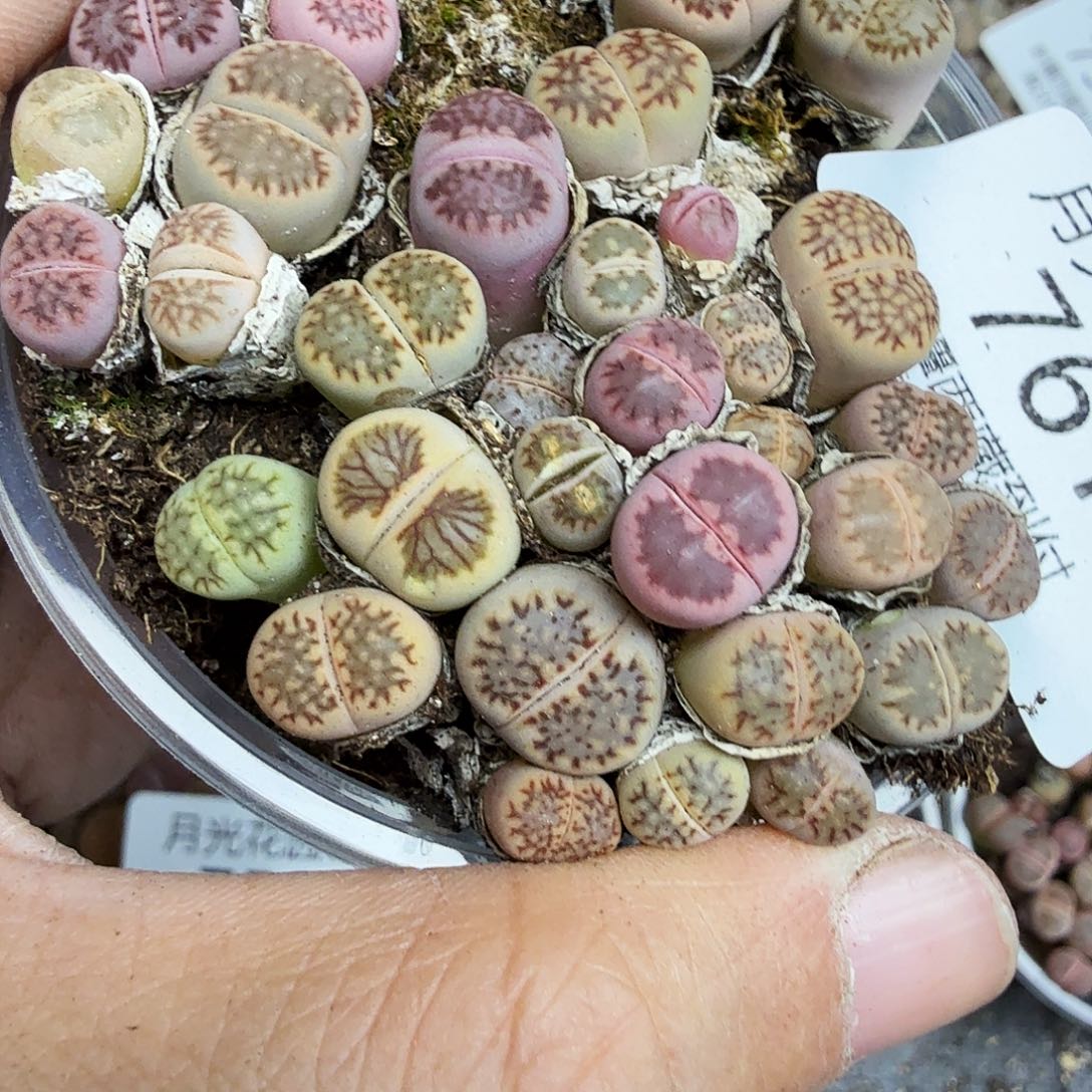 你要回来吃嘛亲爱呢761我