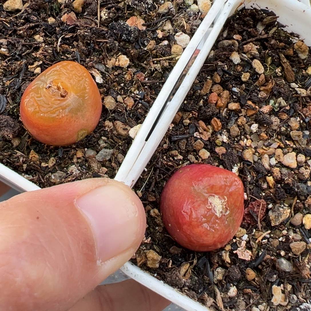 2.13好看的多肉353