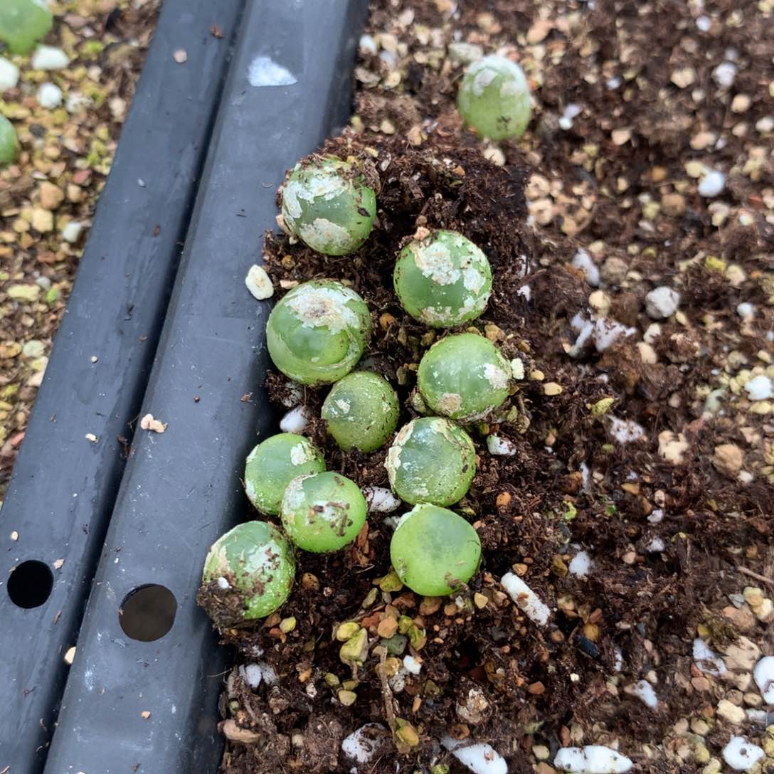 505拉登10颗一组