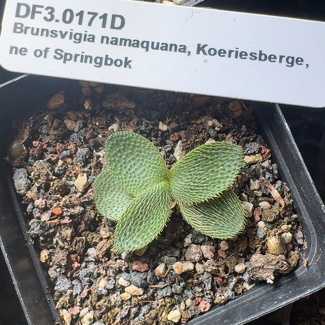 大型刺叶灯台百合带盆