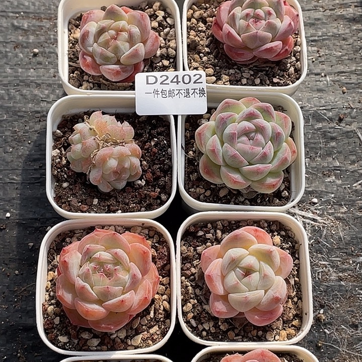 OTO多肉优选dy2402