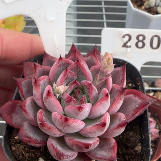 274黑天鹅一物一拍多肉