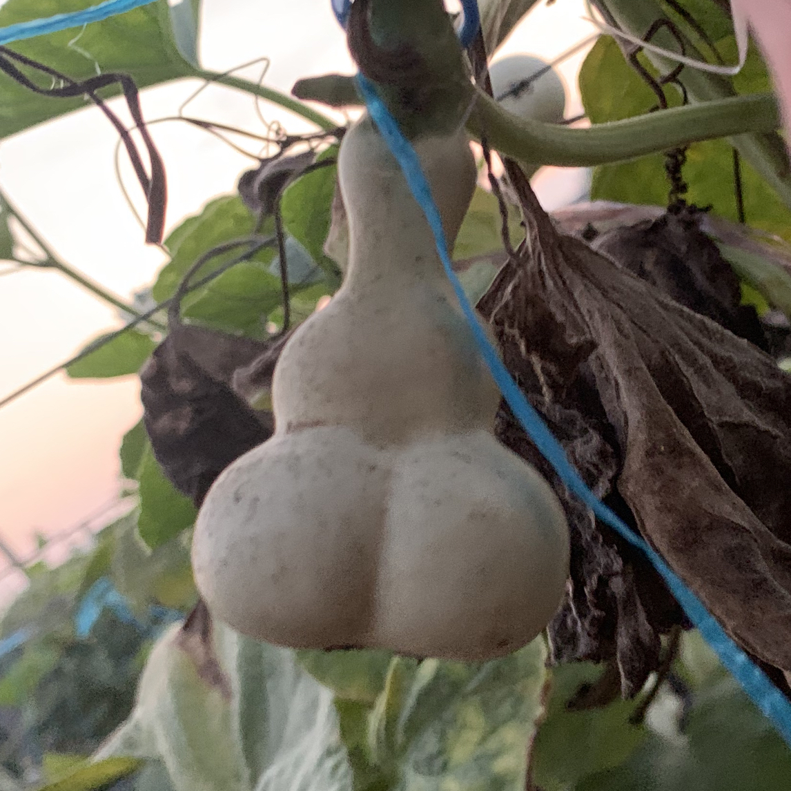 关山葫芦直播专用链接【勿乱拍】