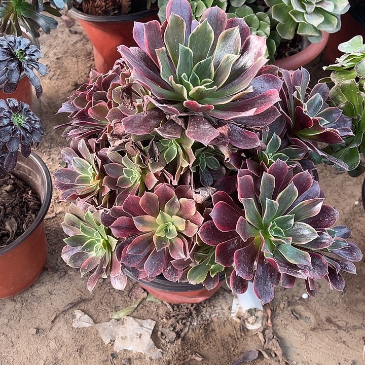 2号金丝雀玫瑰玫瑰