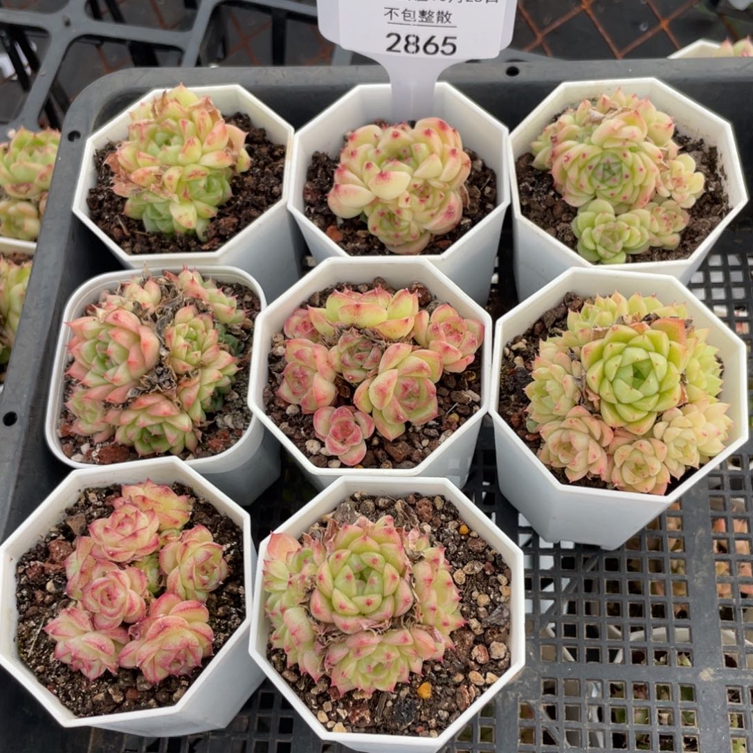 不包整散 盆子不售后2865