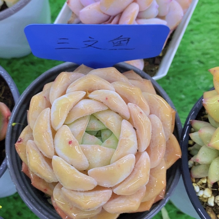多肉植物，开心多肉