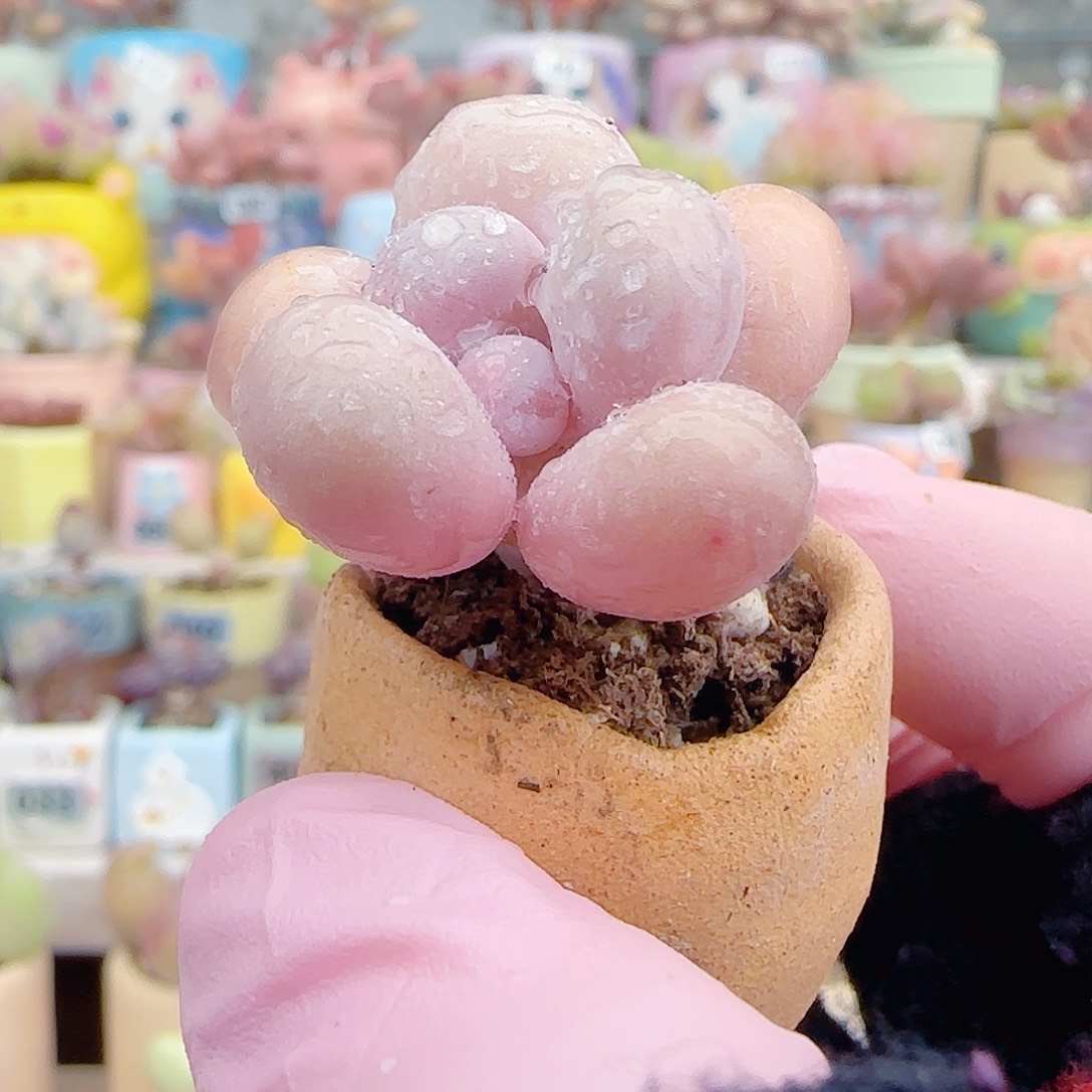 L 粉粉小蛋黄奶 带盆