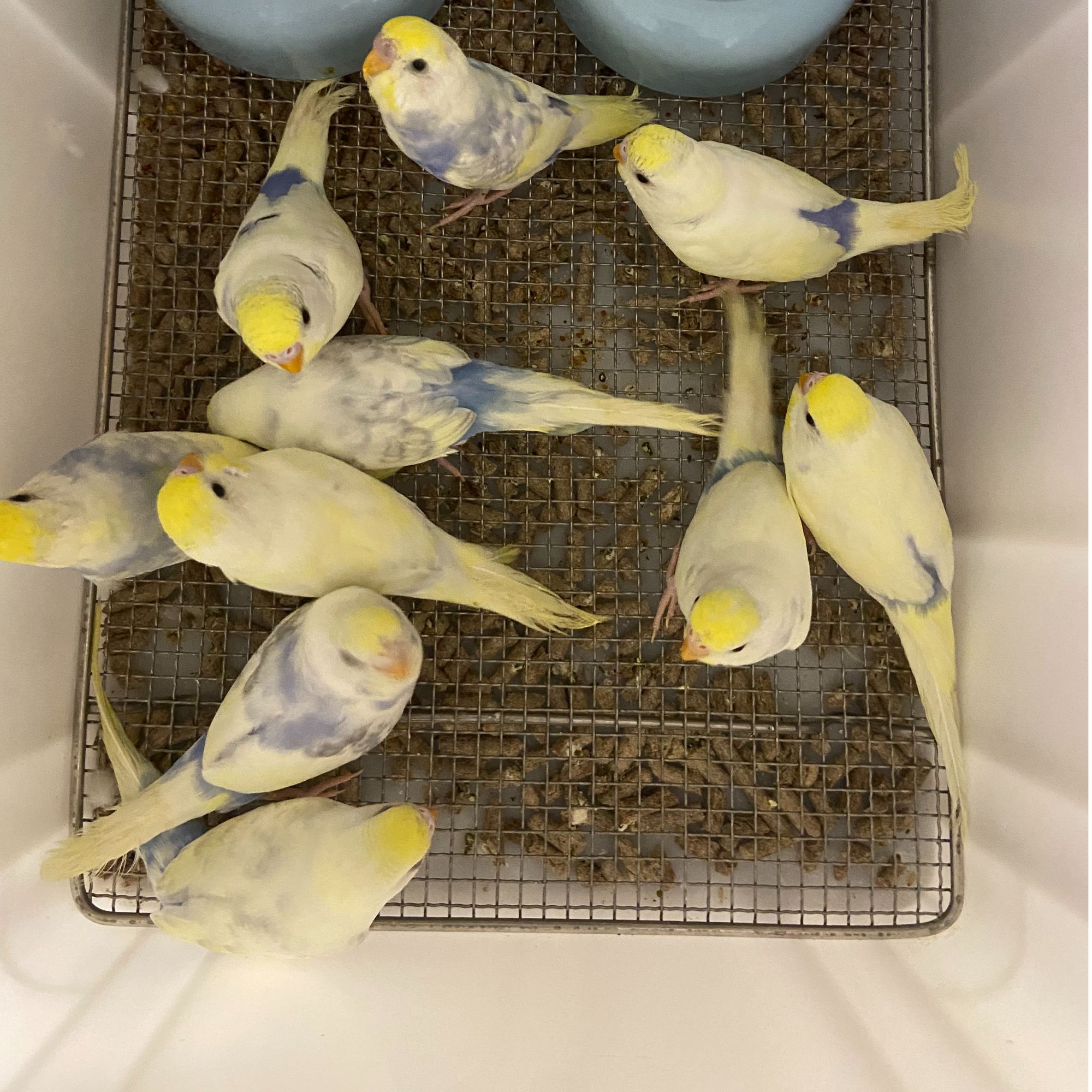 手养金彩虎皮鹦鹉