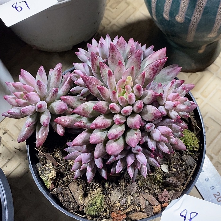 小七夕多肉虞美人98