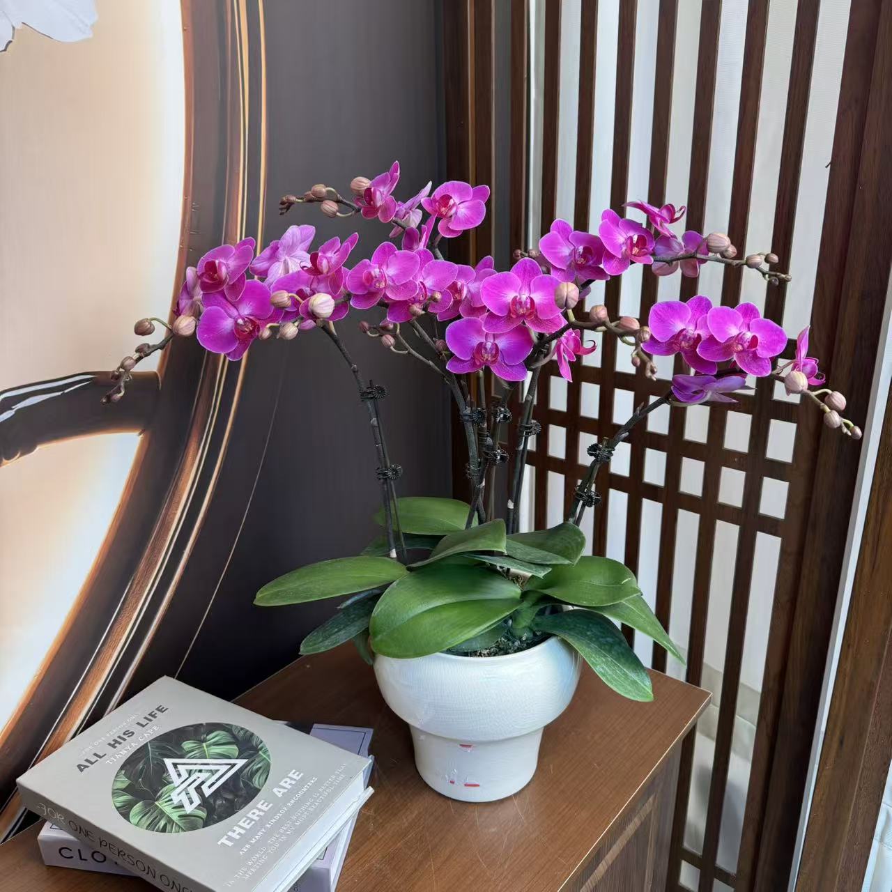 【幸福仙女】3.0寸双花剑 精品蝴蝶兰 开花带花苞 花卉基地直发