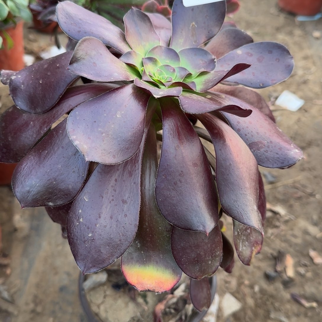 巫毒多肉104满28包邮断枝不包