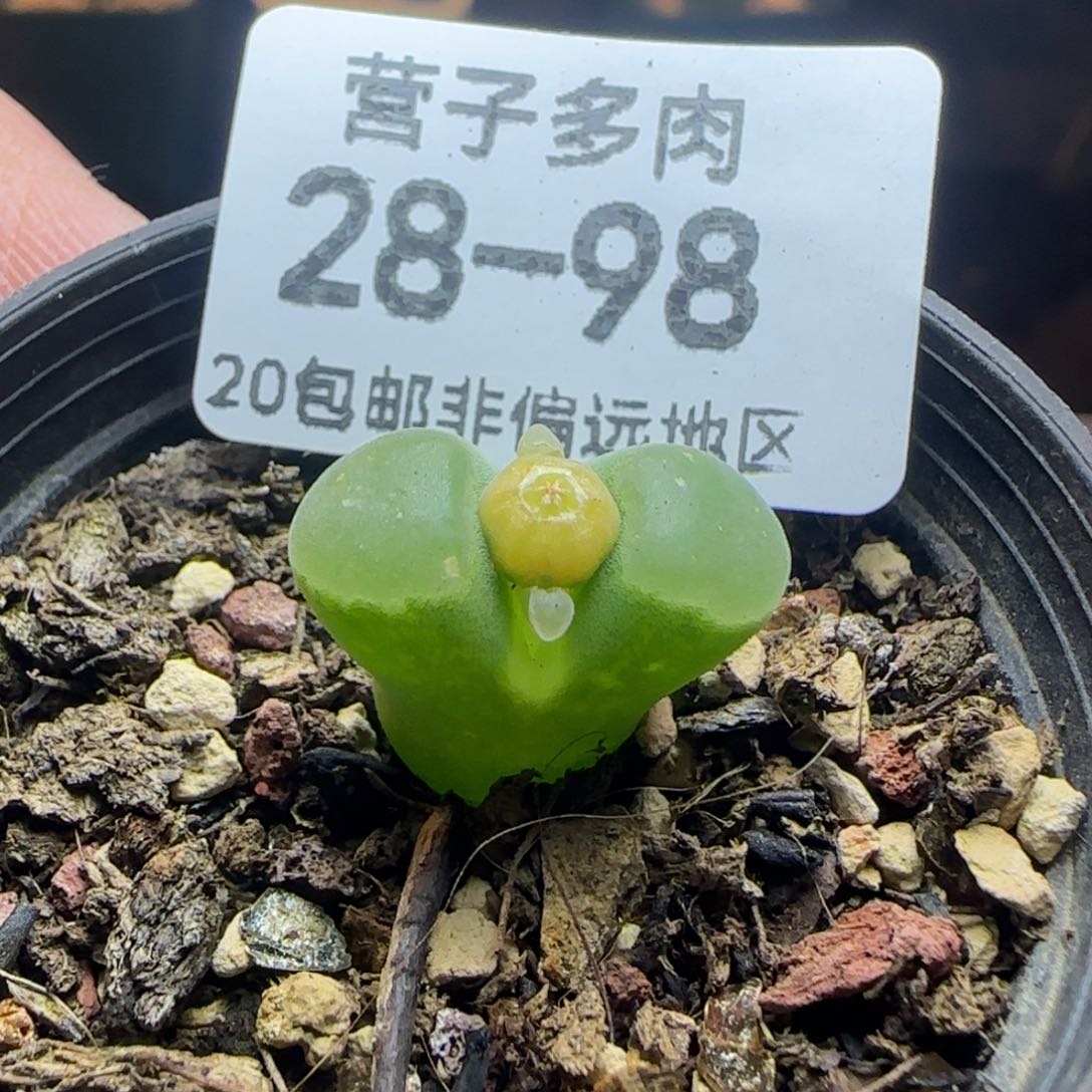 极窗400带盆土发货。    