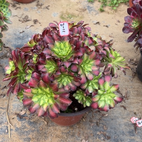 2-11韶华呀有断肢处理不售后多肉