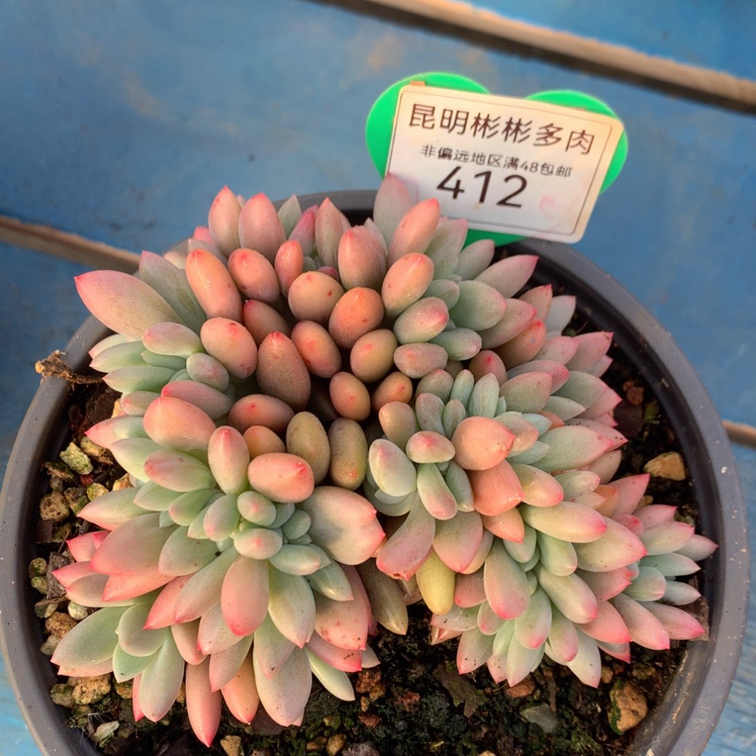 桃花源缀化一物一拍412