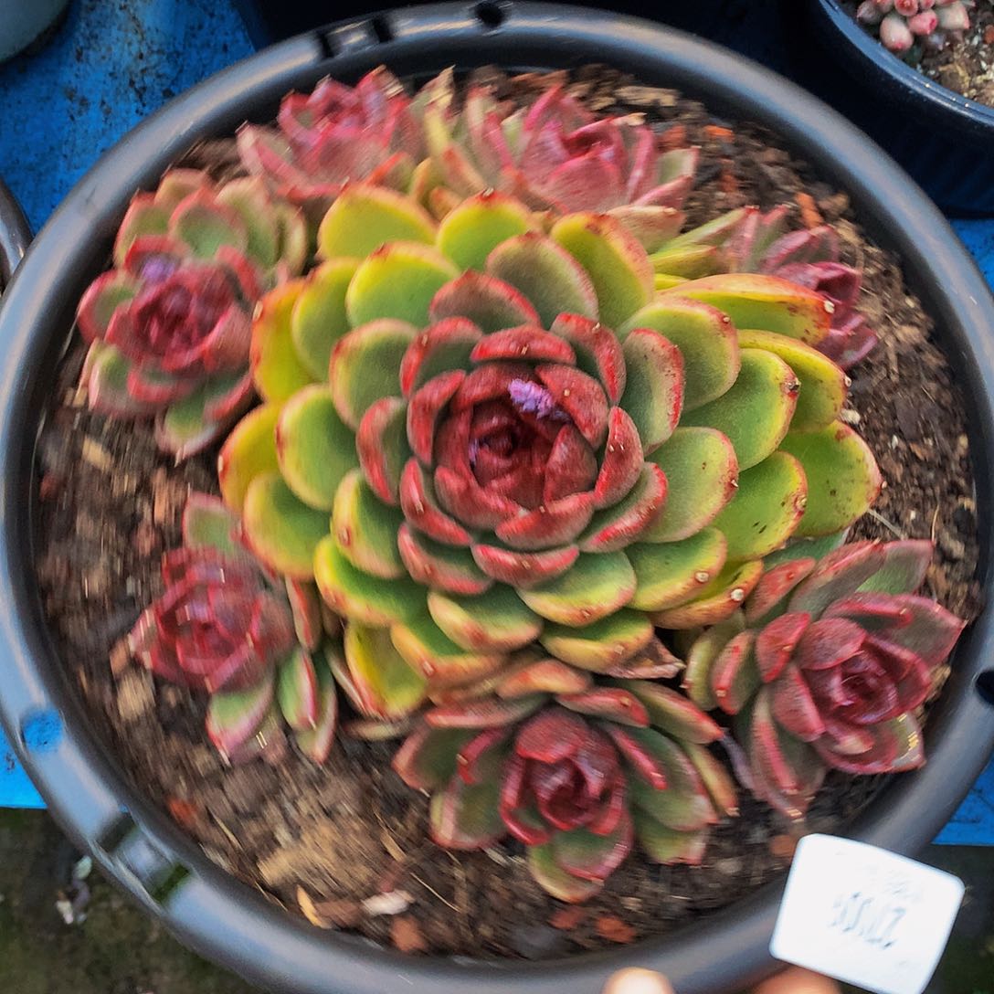 木***贝    黑曼巴多肉27009