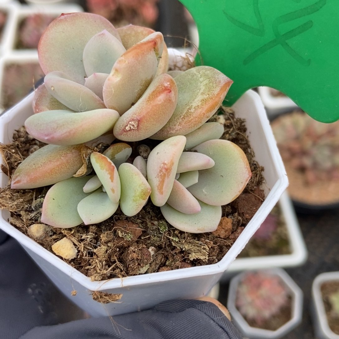 754奶茶多肉植物保护