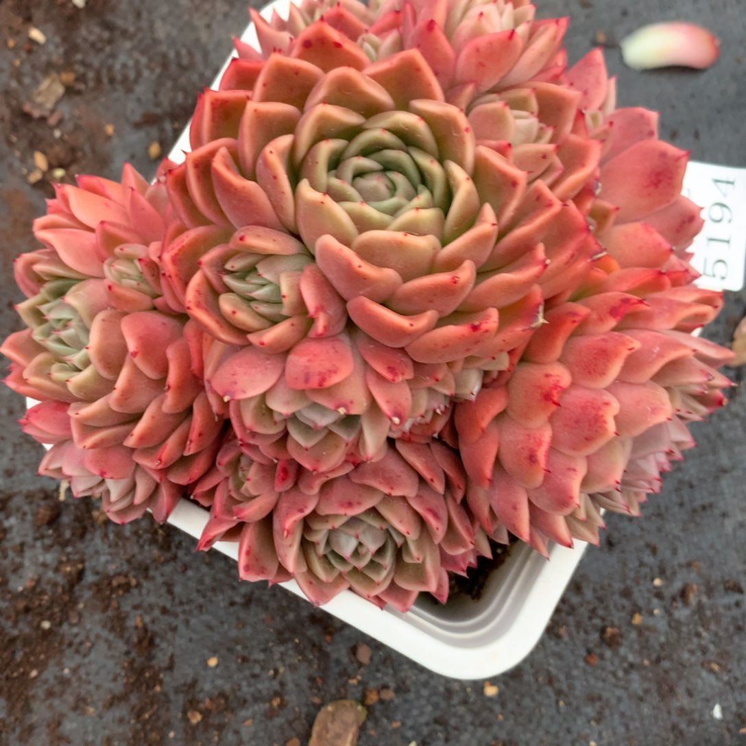 5194杂交多肉老桩