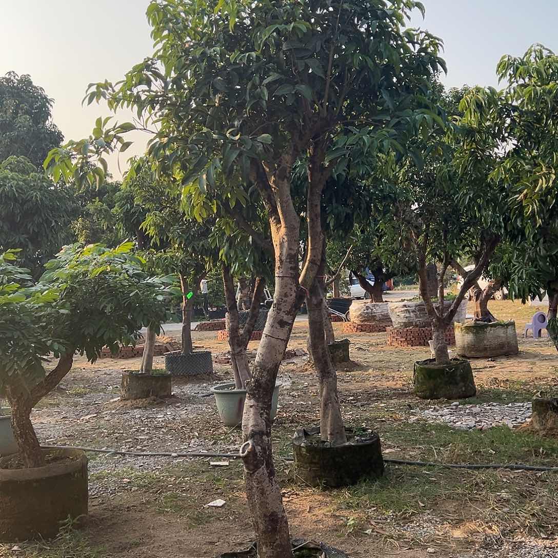 嘉***家完全开放果树果树2222