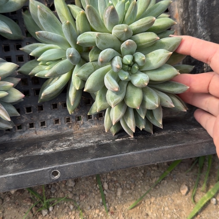 重楼群多肉植物绿植