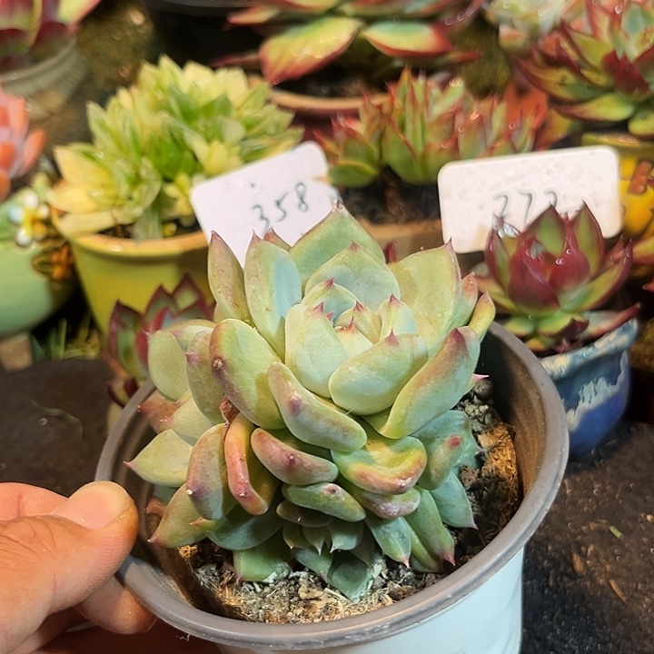 白拉糖惊鸿一物一拍包装收缩花旱
