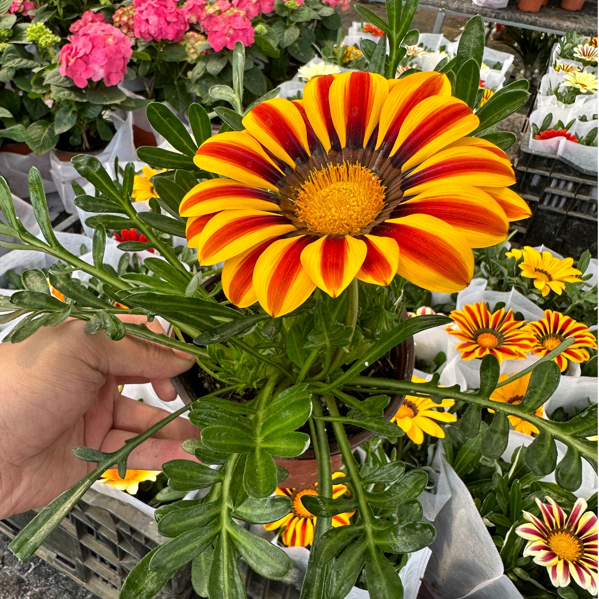 中昌花卉【勋章菊】花卉绿植盆栽