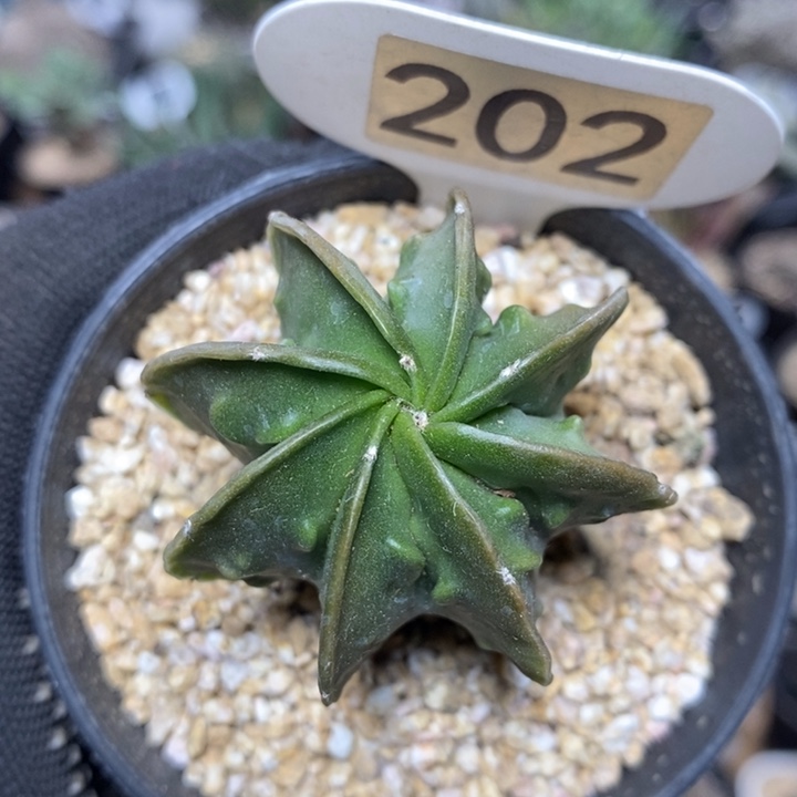 昭**然专拍202号实生核桃鸾凤玉