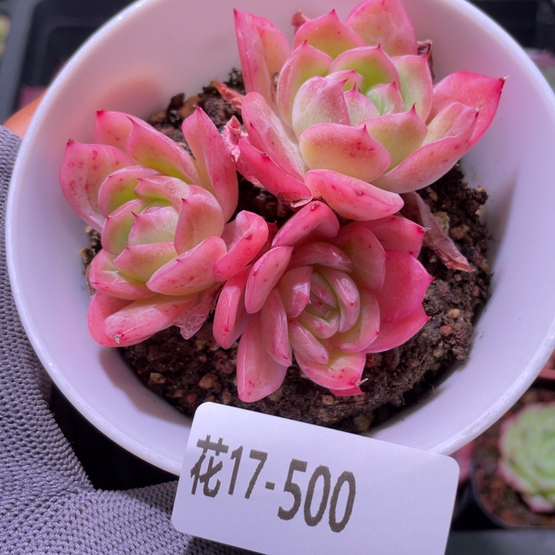 花利美17-500原始冰梅