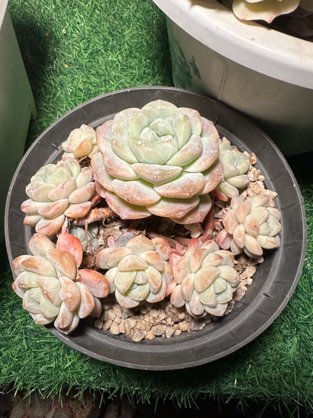 程成多肉植物冰玉