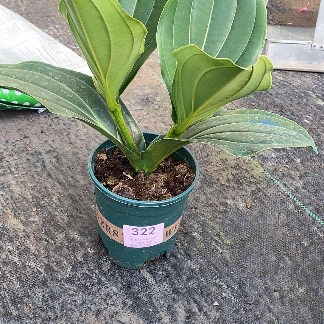 木本植物A*风木本花卉322