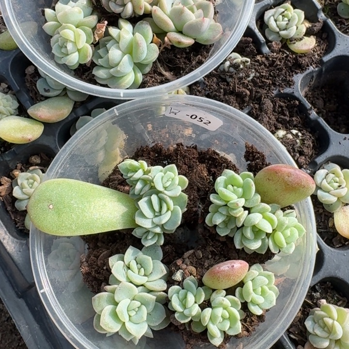 是***啊159加052无尽灯加相柳加10饭盒两组