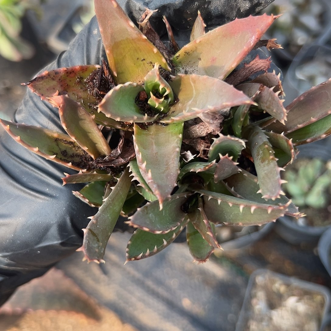 杜呃呃呃呃呃呃呃呃呃呃呃呃