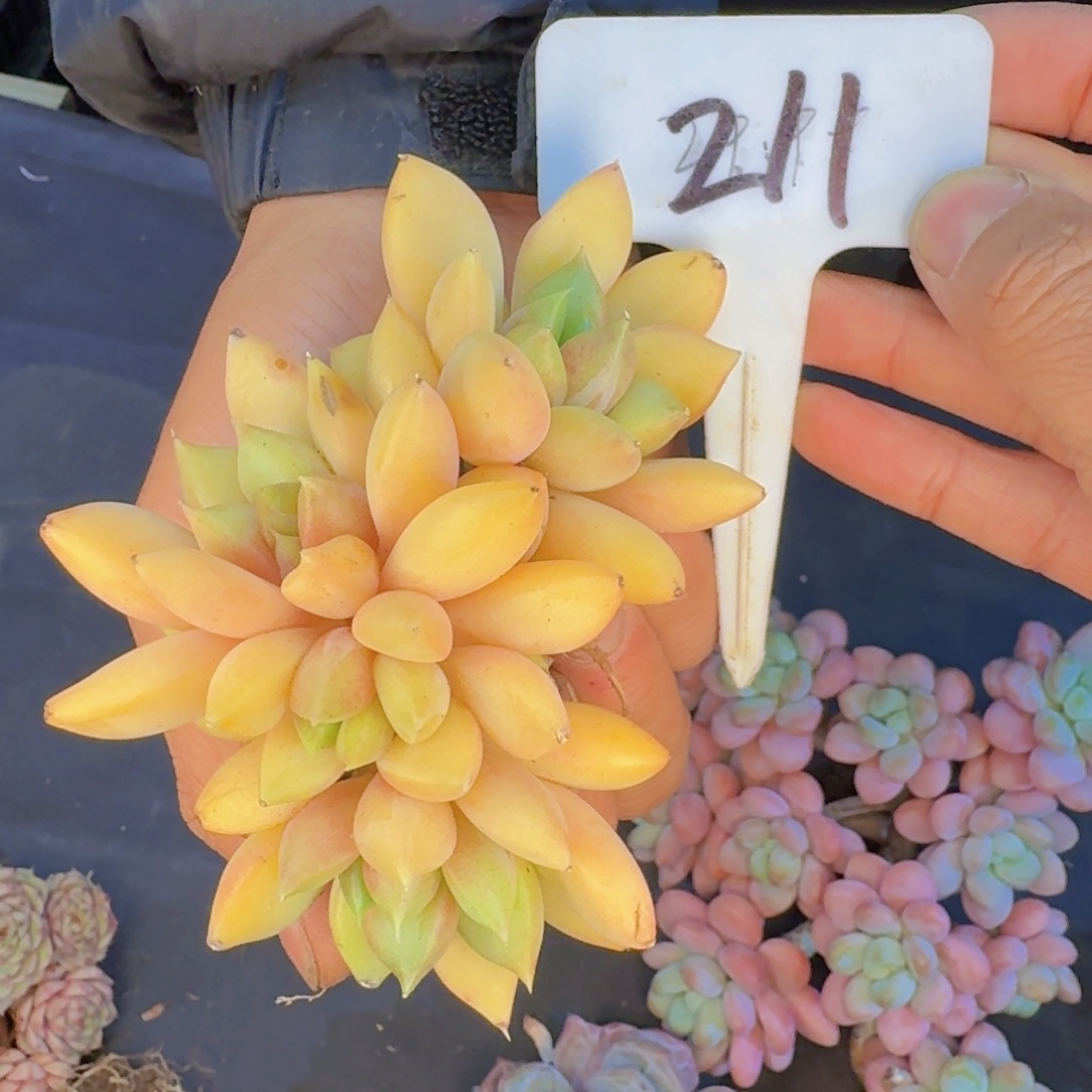 多肉植物的生长发育和