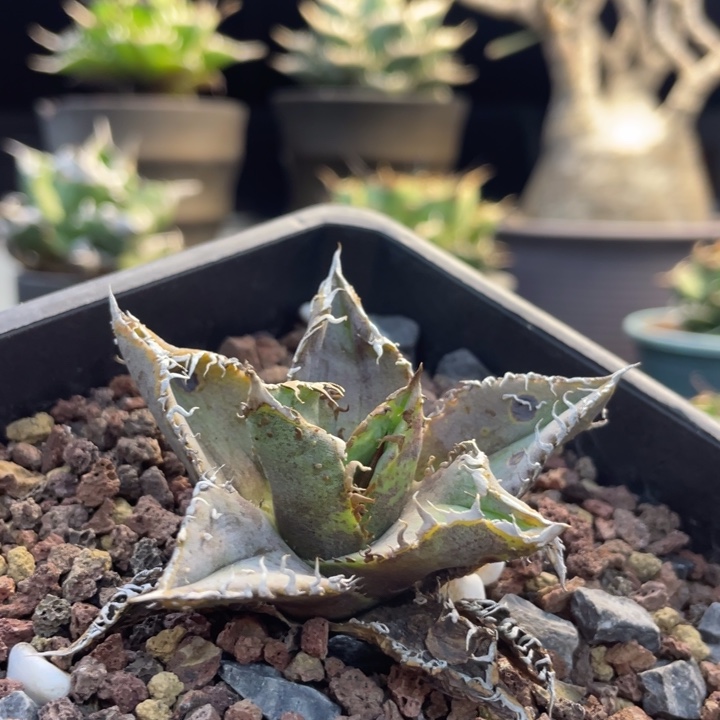 【闪购商品】金蟾 非組