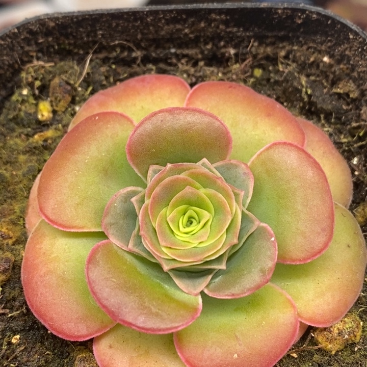 楹楹-152-冠幅 4Cm